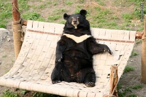 -®AAF-JasperHammock