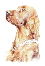 Pet Portraits by Kate Donohoe Pet Portraits by Kate Donohoe