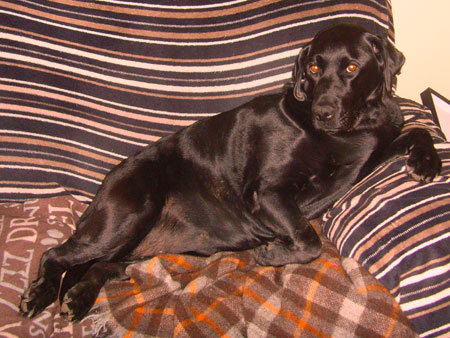 Holly - Head of Sponsored Walkies!