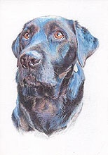 Pet Portraits by Kate Donohoe 3 Pet Portraits by Kate Donohoe 3